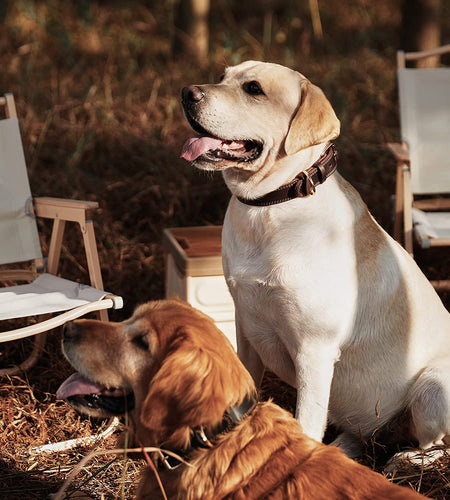 Leather Dog Collar Genuine Leather Alloy Hardware Double D-Ring 3 Best for Medium Large and Extra Large Dogs